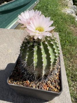 Preview: Acanthocalycium spiniflorum